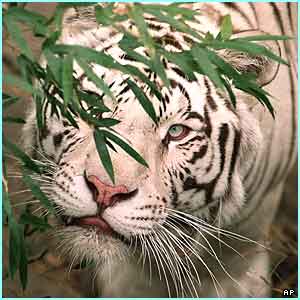 Tigre blanc